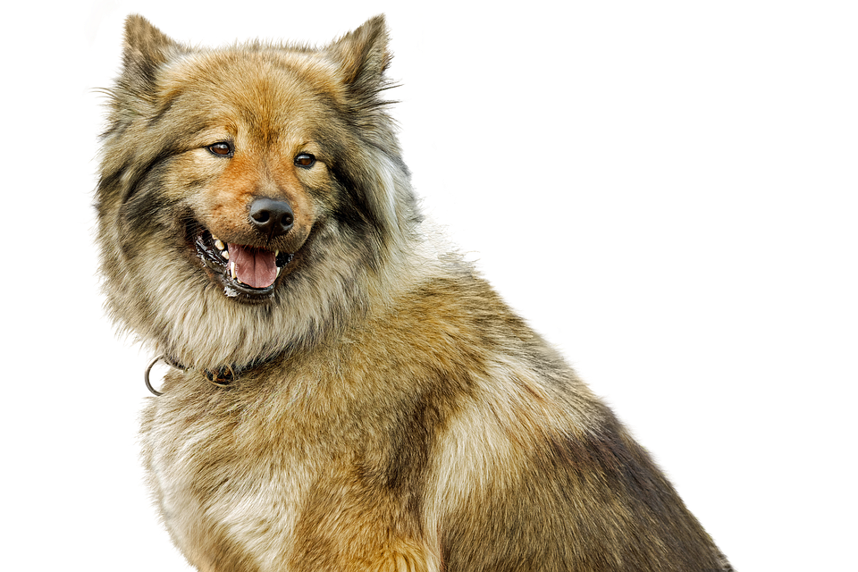 Smiling Fluffy Dog Portrait PNG image