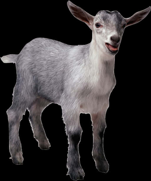 Smiling Goat Isolatedon Black PNG image