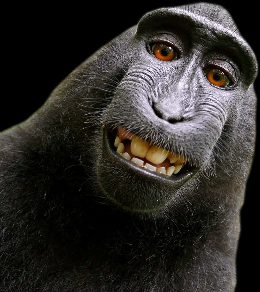 Smiling Monkey Portrait PNG image
