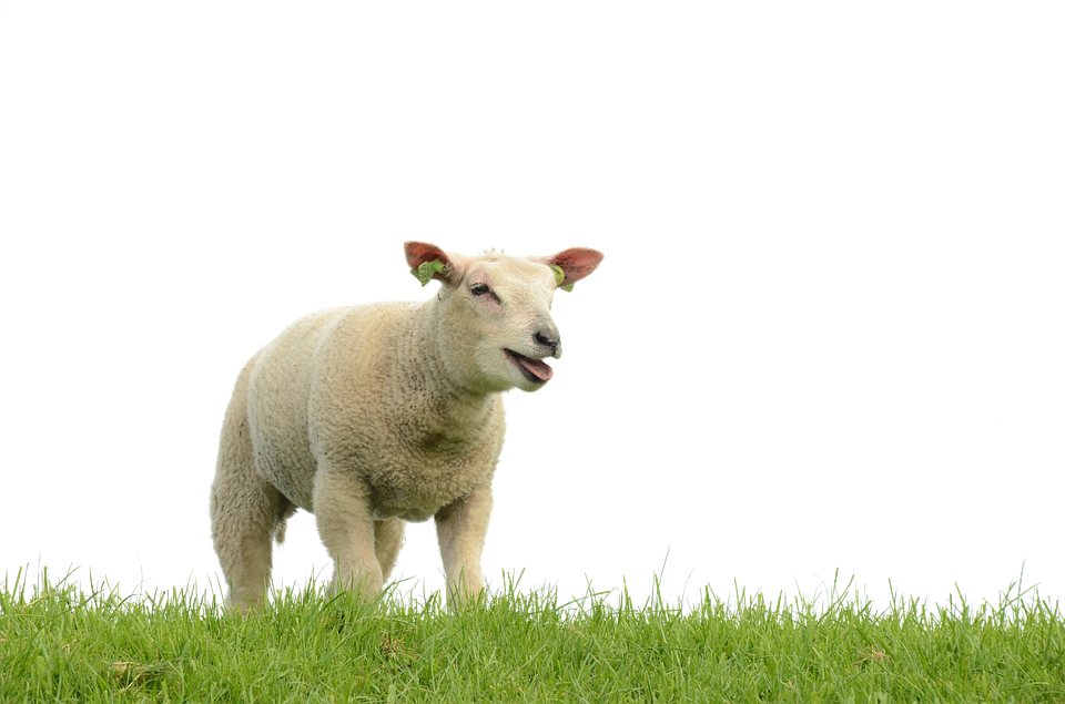 Smiling Sheepon Grass PNG image