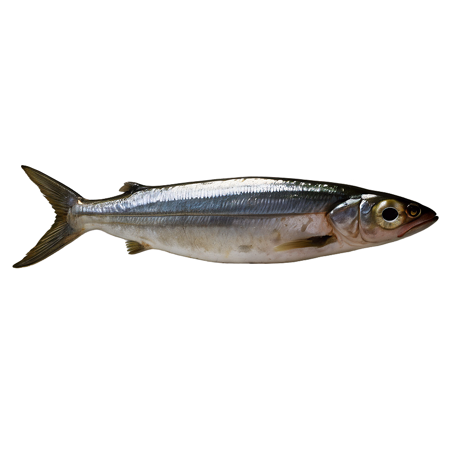 Smoked Sardine Png 10 PNG image