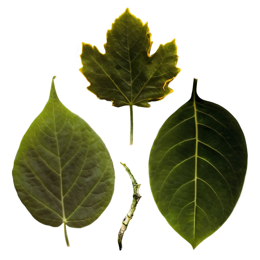 Smokey Leaves Png 05042024 PNG image