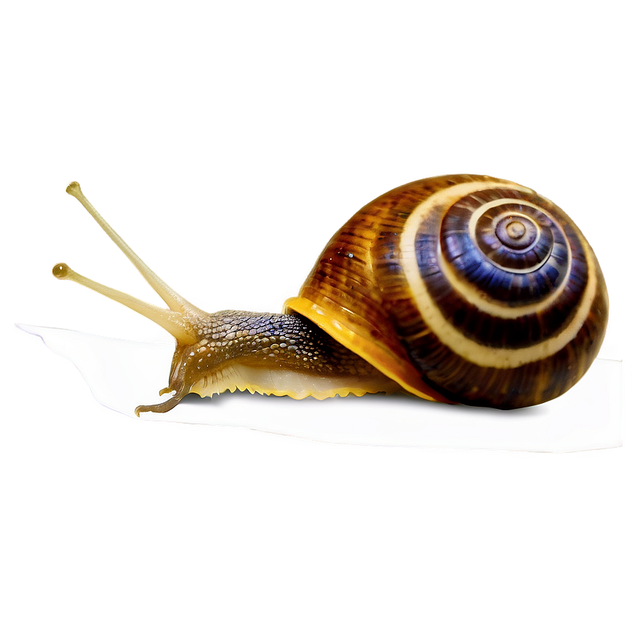 Snail Illustration Png 17 PNG image