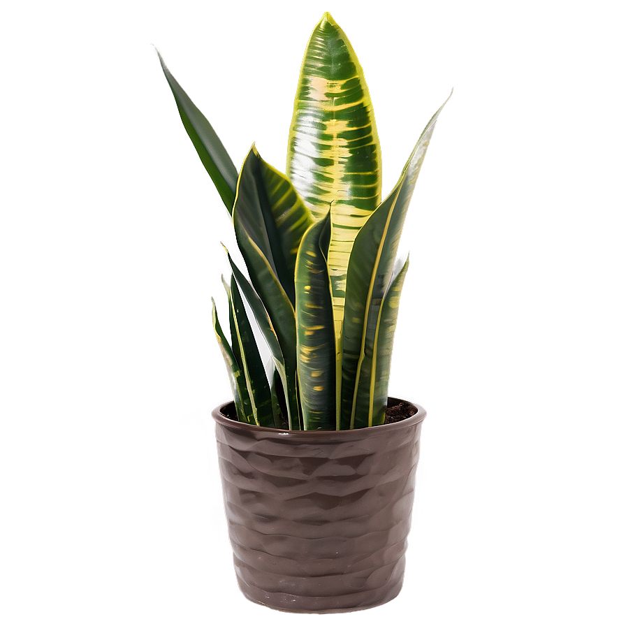 Snake Plant Garden Png Ufa3 PNG image