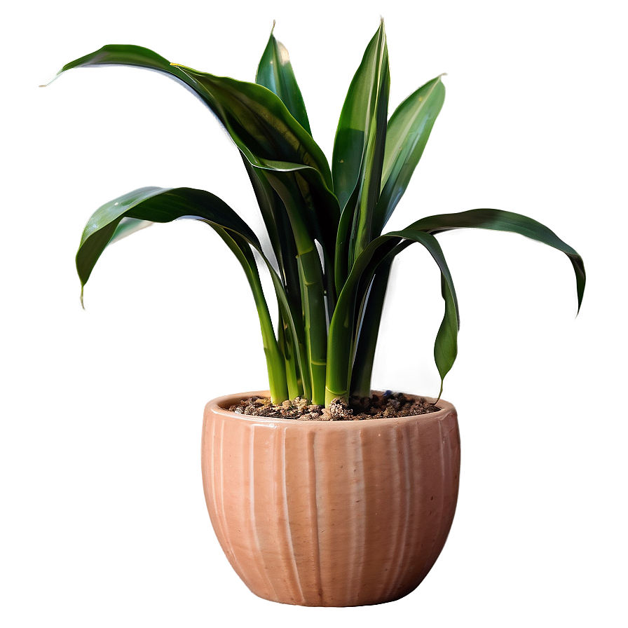 Snake Plant In Ceramic Pot Png Aqw PNG image