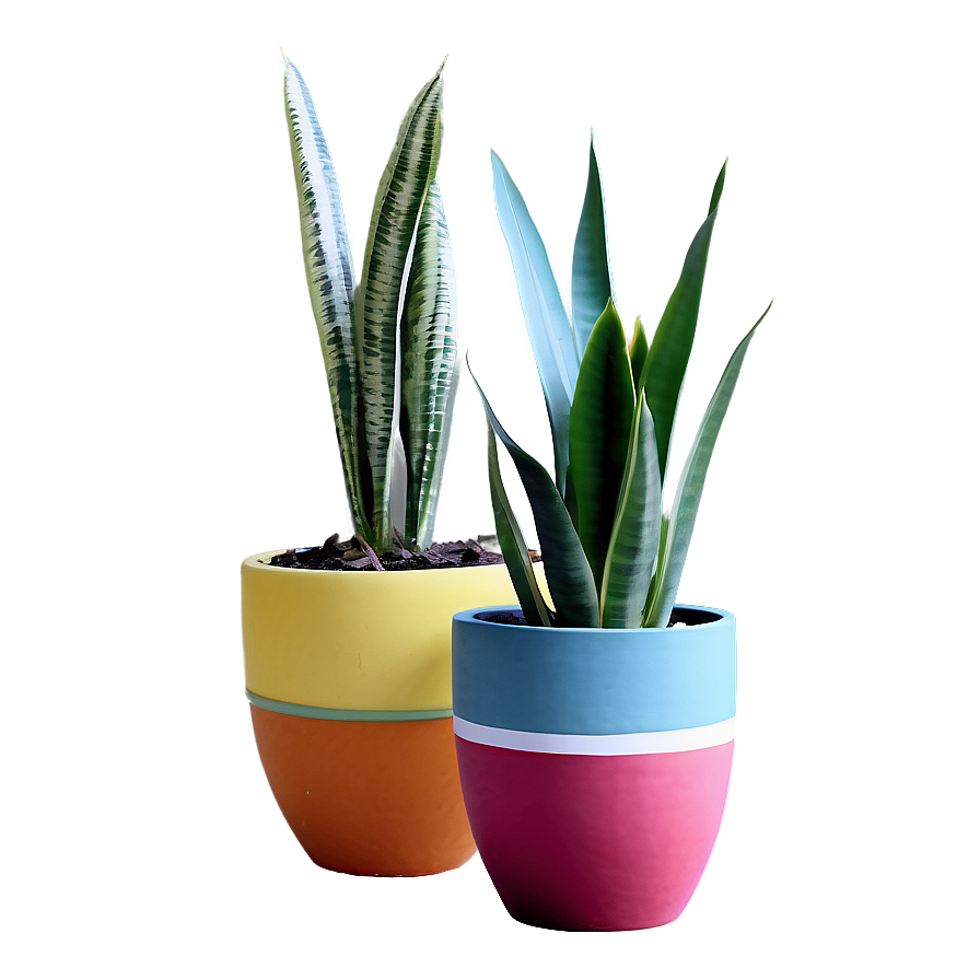 Snake Plant In Modern Pot Png Ekn PNG image