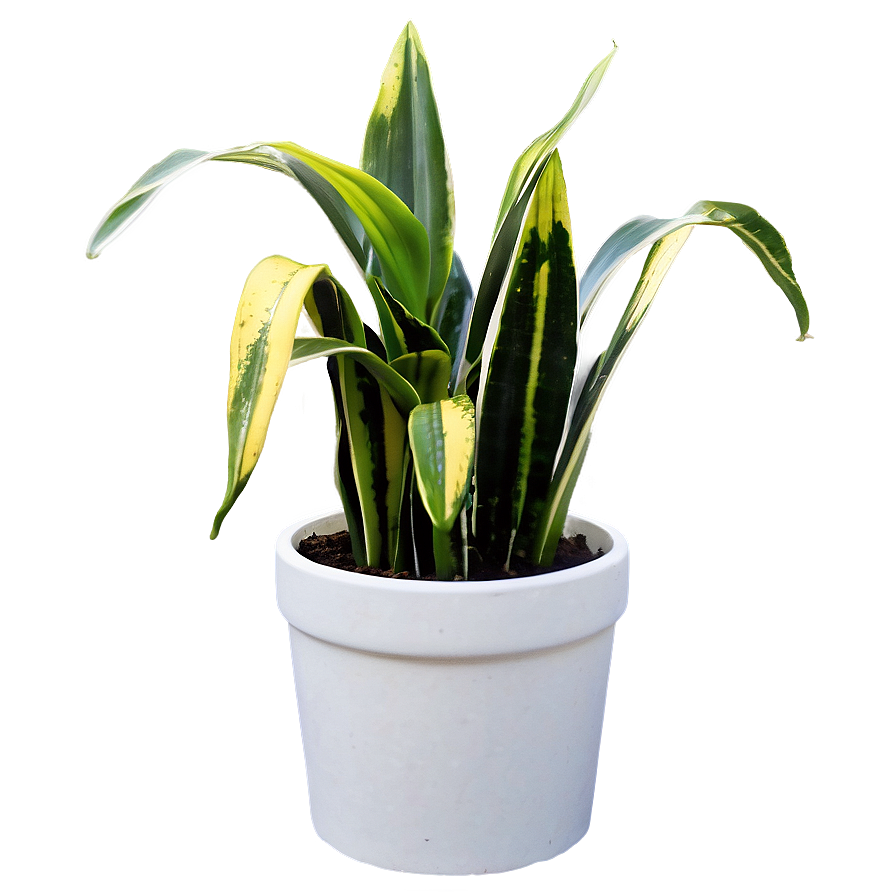 Snake Plant In Pot Png 06122024 PNG image