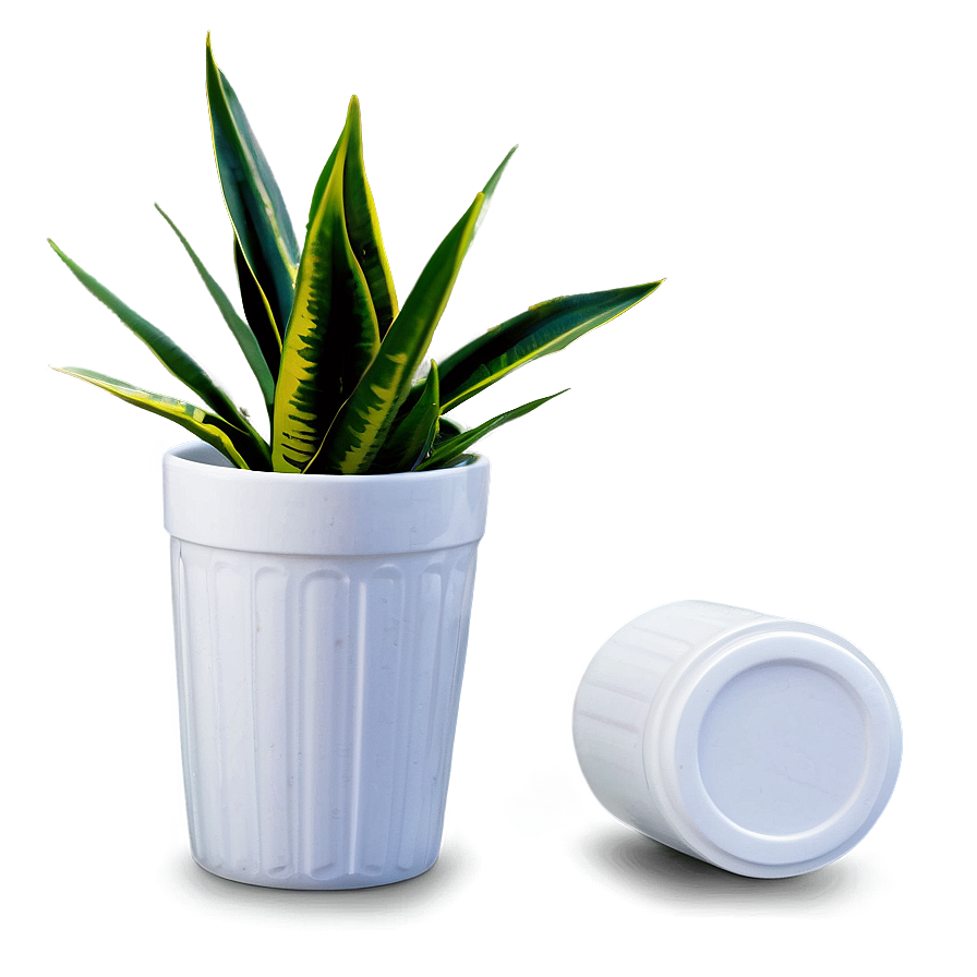 Snake Plant In White Pot Png Ohr88 PNG image