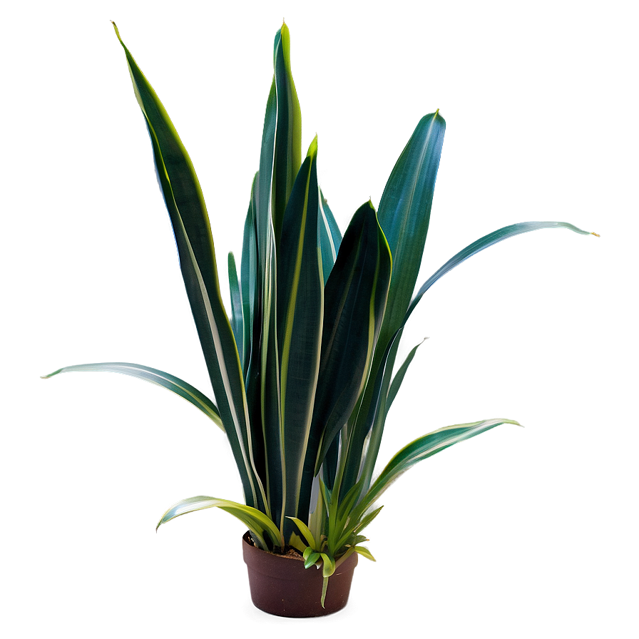 Snake Plant Leaves Png Rdb46 PNG image