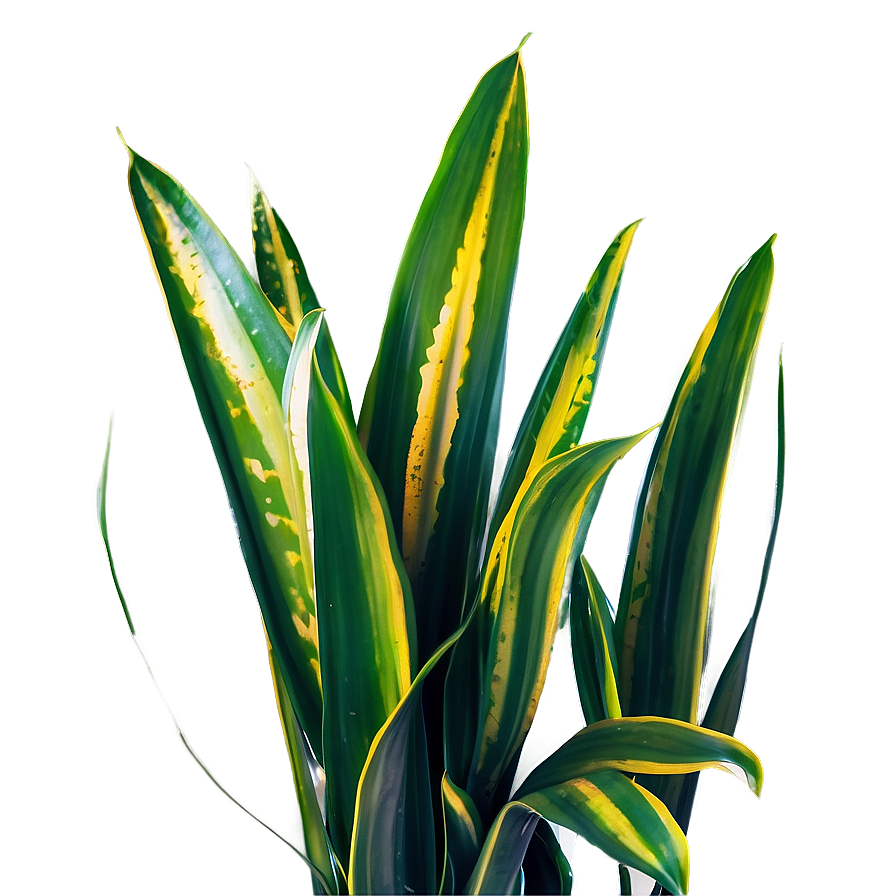 Snake Plant With Dew Png 06122024 PNG image