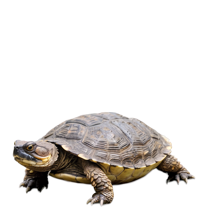 Snapping Turtle In Defensive Position Png 19 PNG image