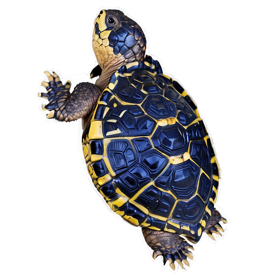 Snapping Turtle In Wetland Environment Png Xkr PNG image