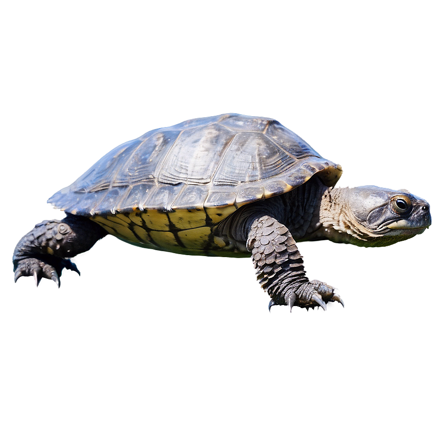 Snapping Turtle Swimming Side View Png 16 PNG image