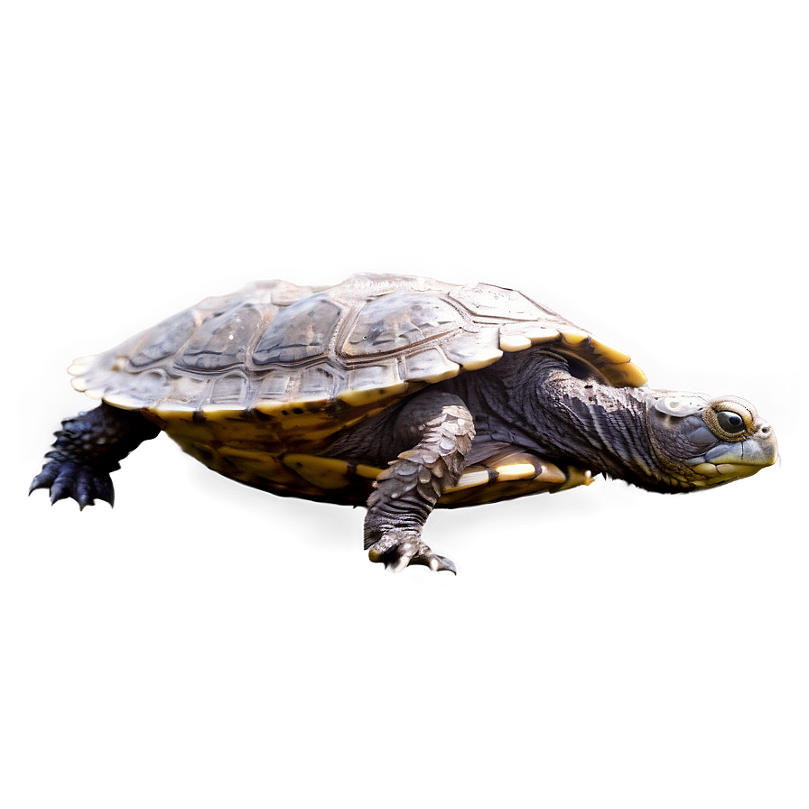 Snapping Turtle Swimming Side View Png Lky PNG image