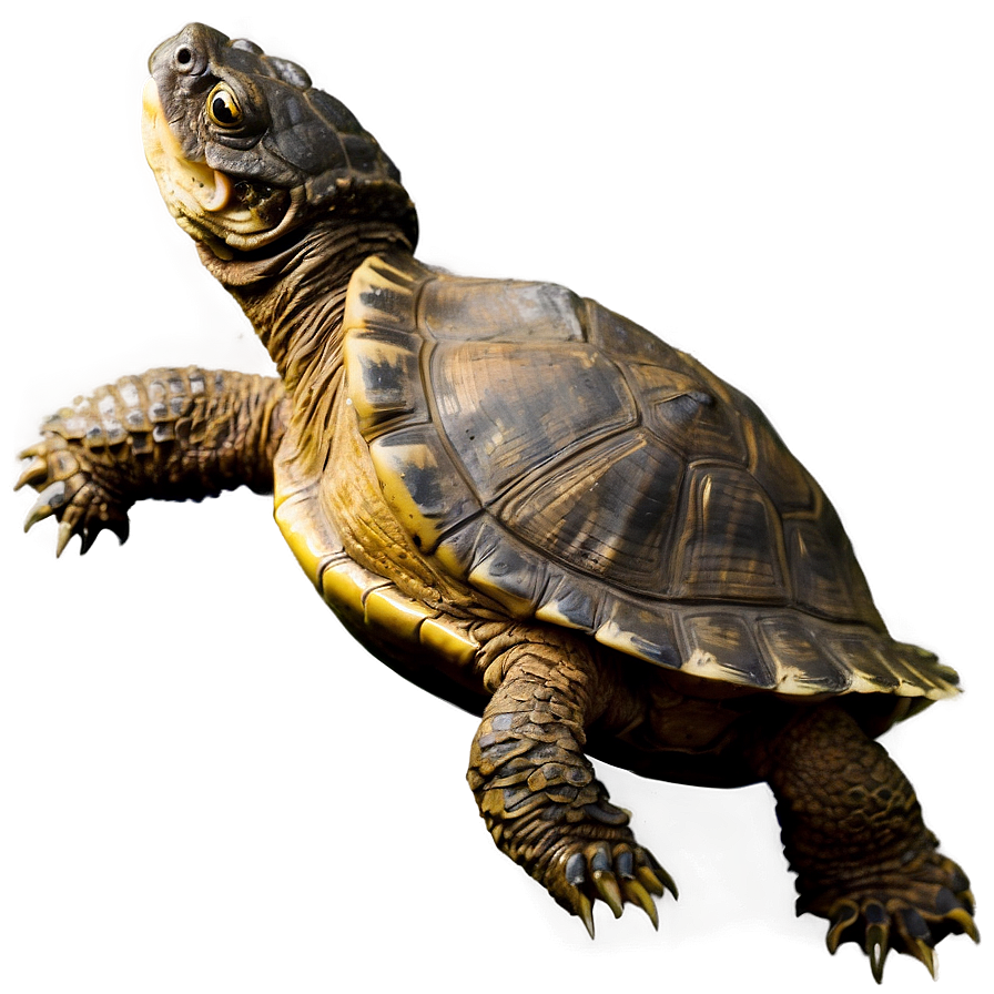 Snapping Turtle With Fish Png 81 PNG image