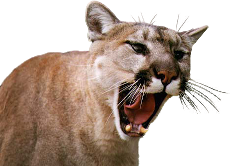 Snarling Cougar Portrait PNG image