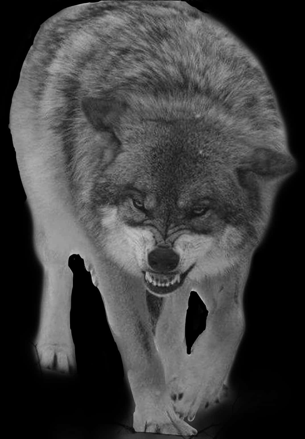 Snarling Wolf Double Exposure PNG image