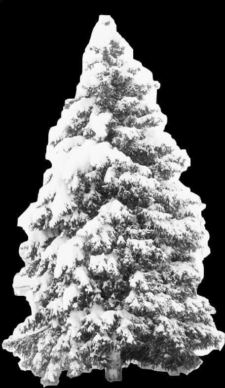 Snow Covered Pine Tree PNG image