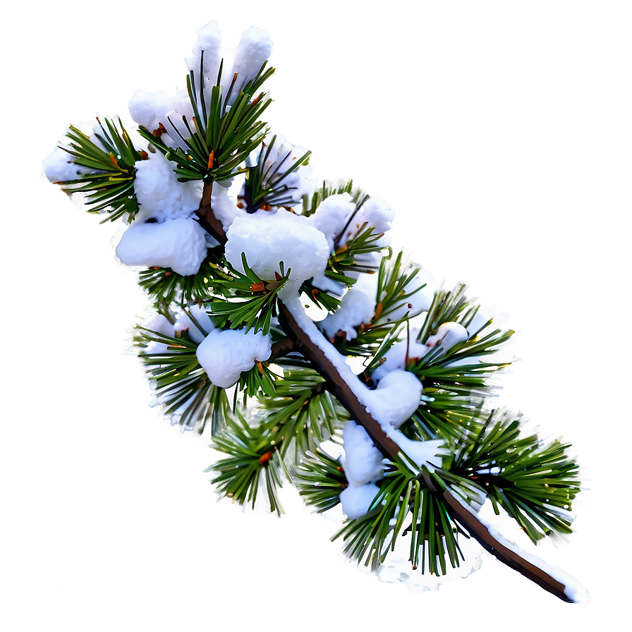 Snow Covered Pine Tree Png Mfg PNG image