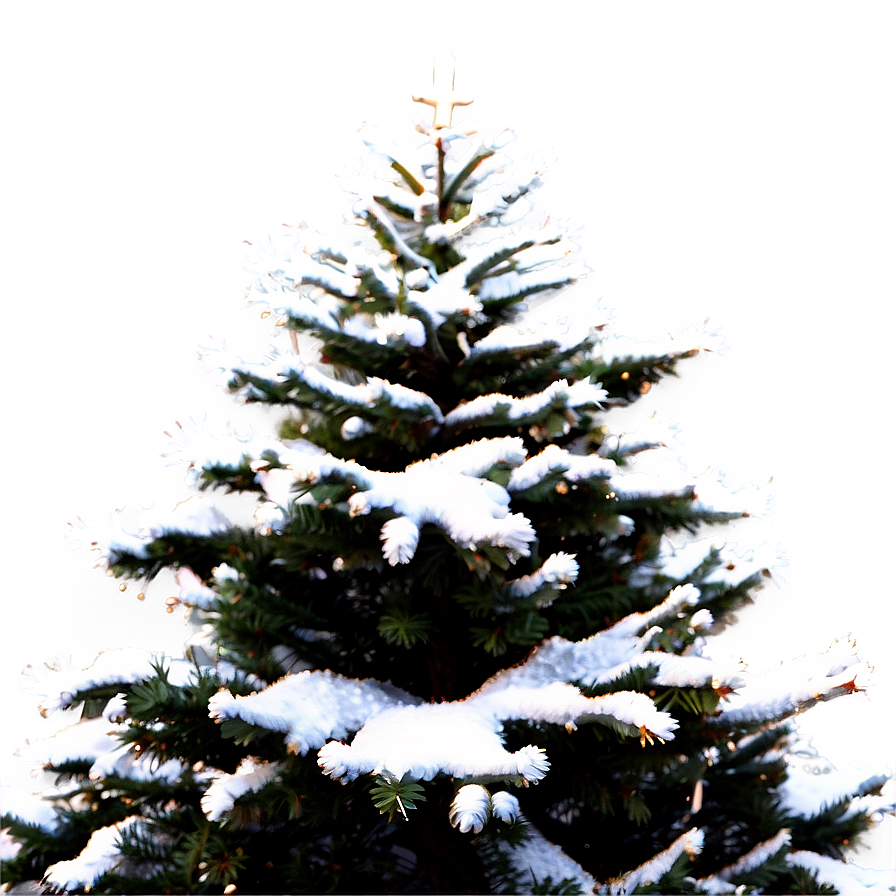 Snow Frosted Christmas Tree Png 64 PNG image