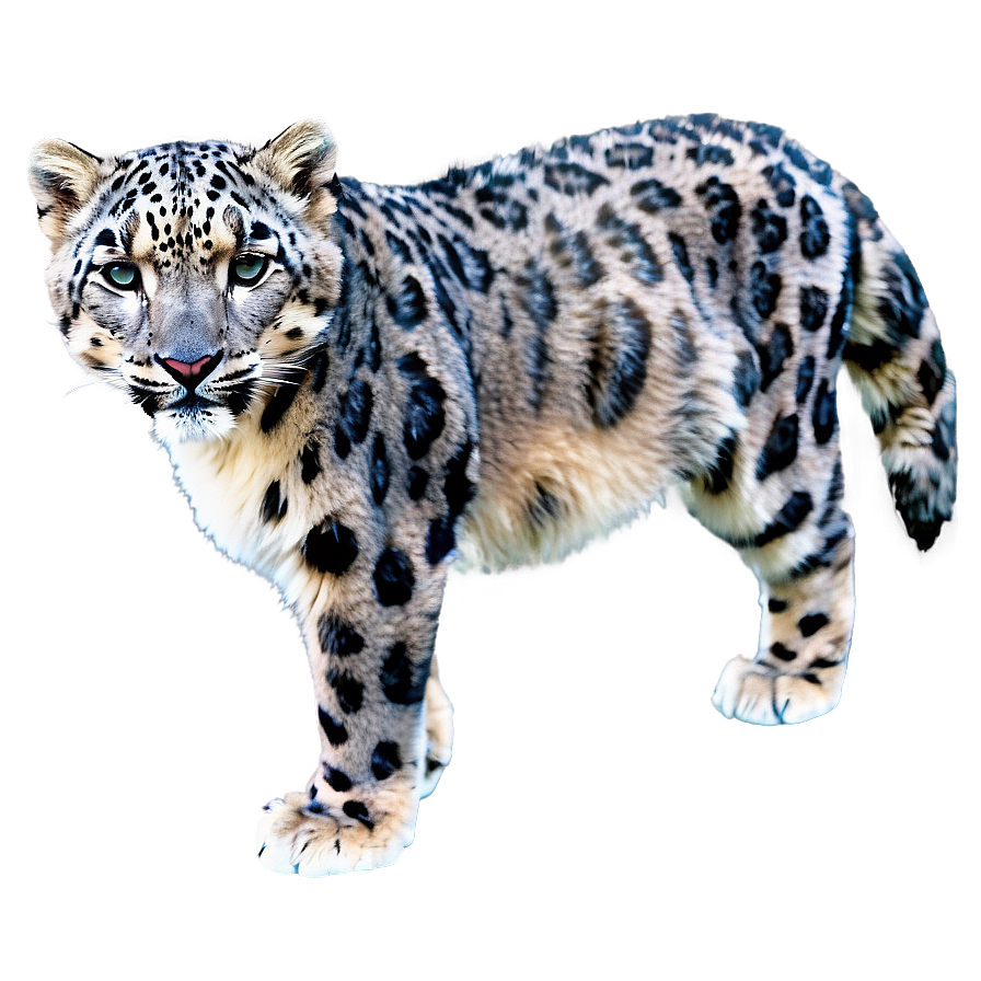 Snow Leopard And Mountain Background Png Pyp17 PNG image