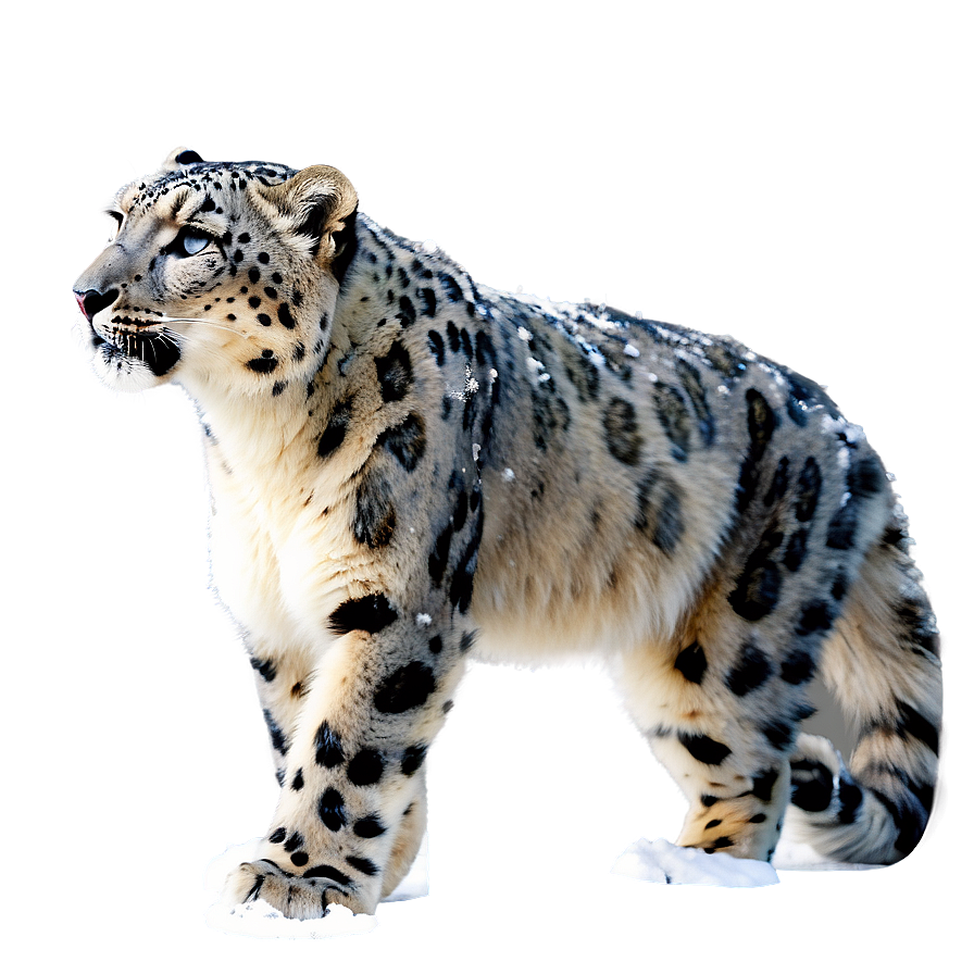 Snow Leopard In A Snowstorm Png 9 PNG image