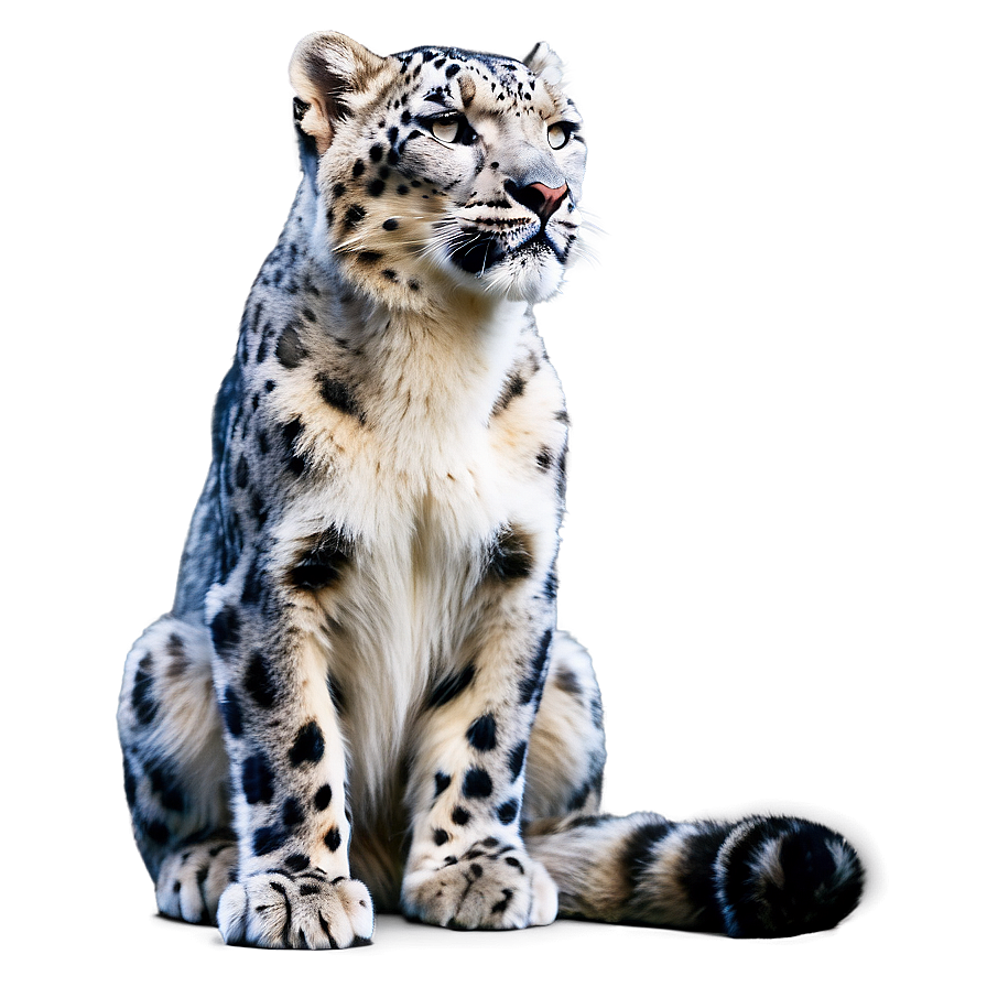 Snow Leopard In Zen Pose Png 30 PNG image