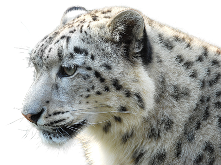 Snow Leopard Profile Portrait PNG image