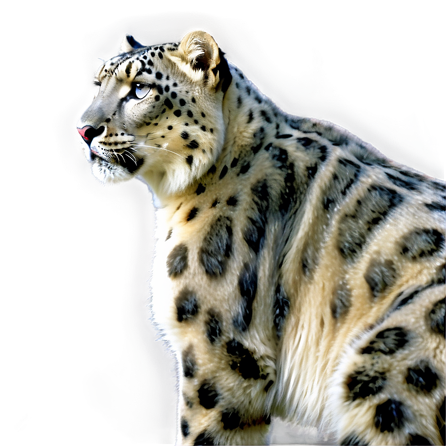 Snow Leopard Side Profile Png 06122024 PNG image