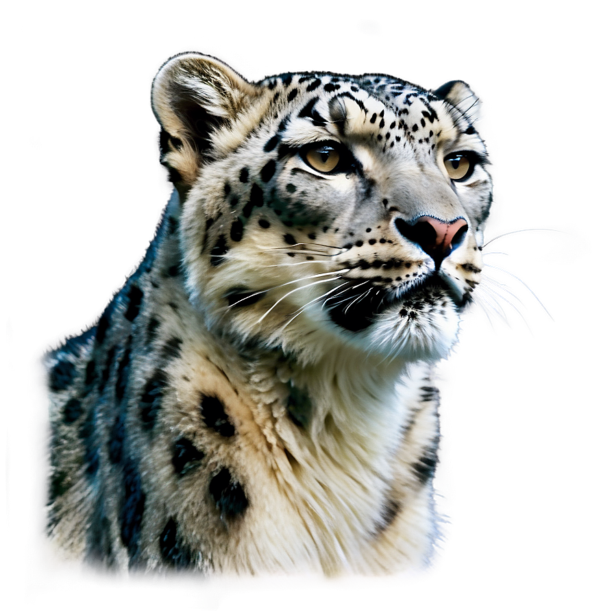 Snow Leopard Side Profile Png 2 PNG image