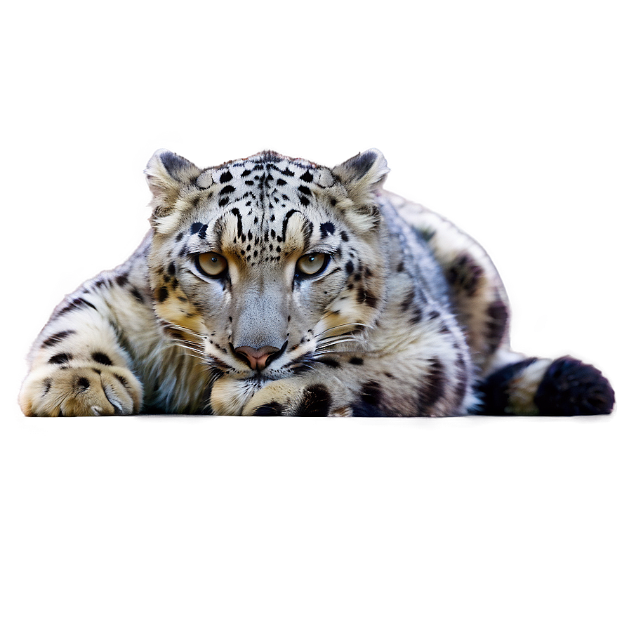 Snow Leopard Sunbathing Png Fng PNG image