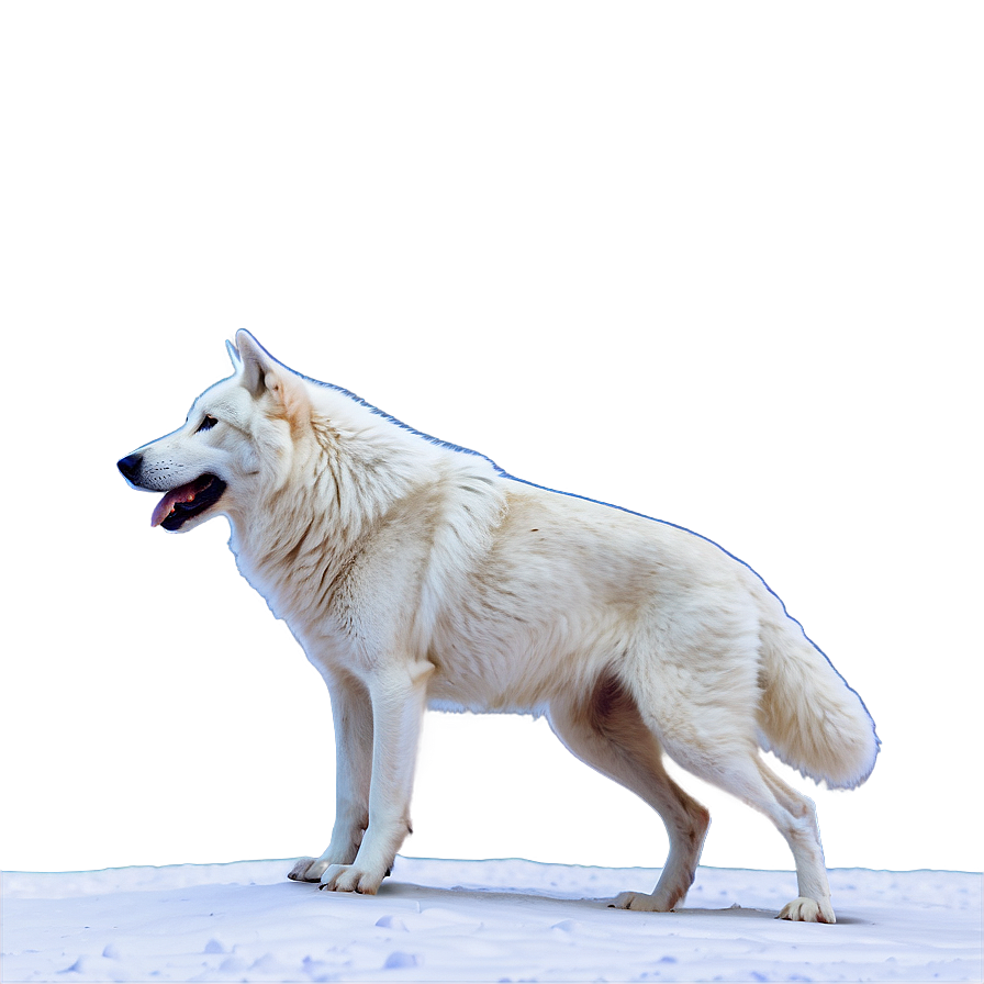 Snowy Alpha Wolf Scene Png Vda PNG image