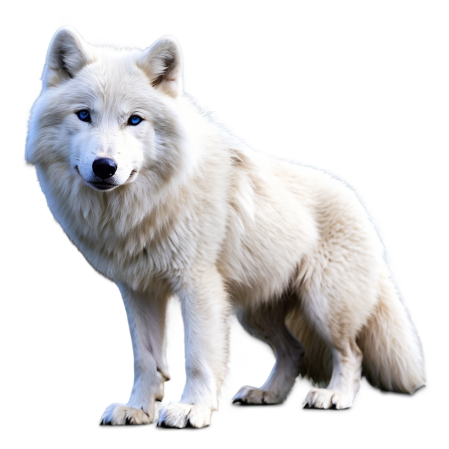 Snowy Arctic Wolf Png 05032024 PNG image