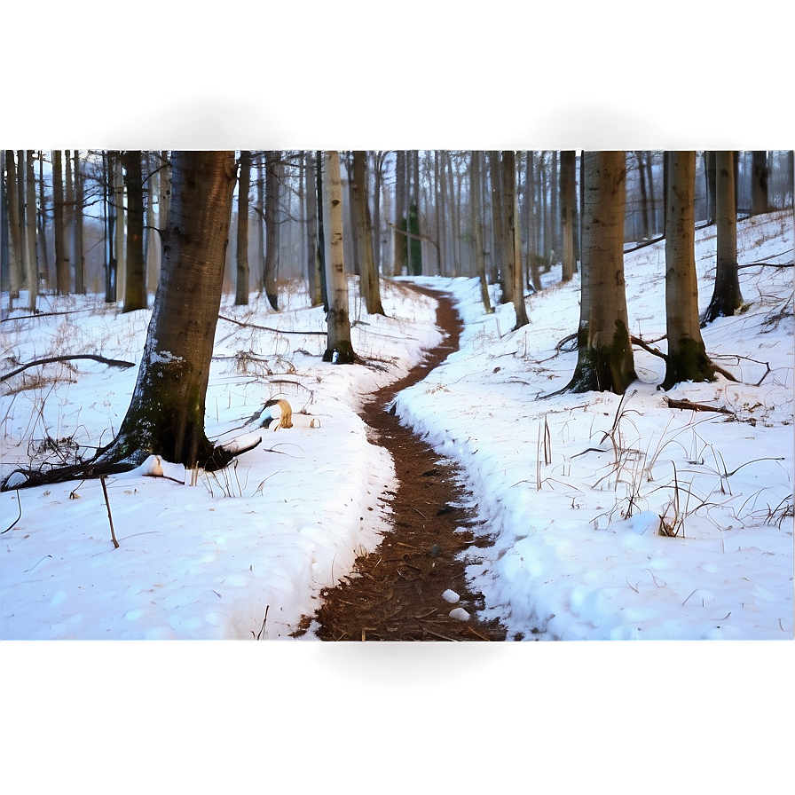 Snowy Footpath Through Woods Png Ynm PNG image