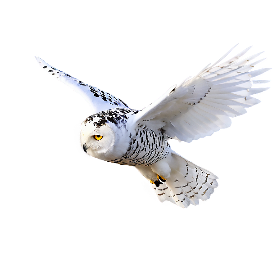 Snowy Owl In Flight Photo Png 86 PNG image