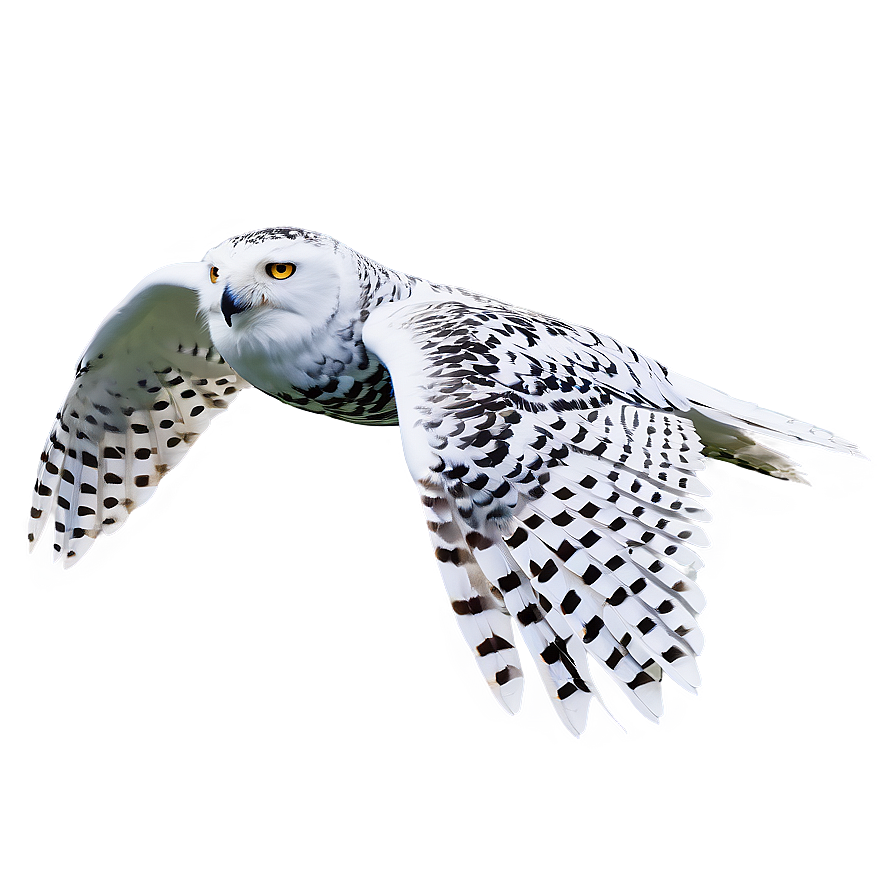 Snowy Owl In Flight Photo Png Ngb PNG image