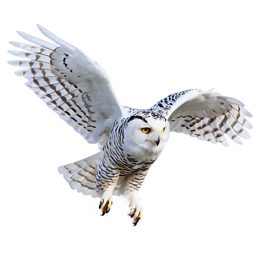 Snowy Owl In Flight Png 2 PNG image