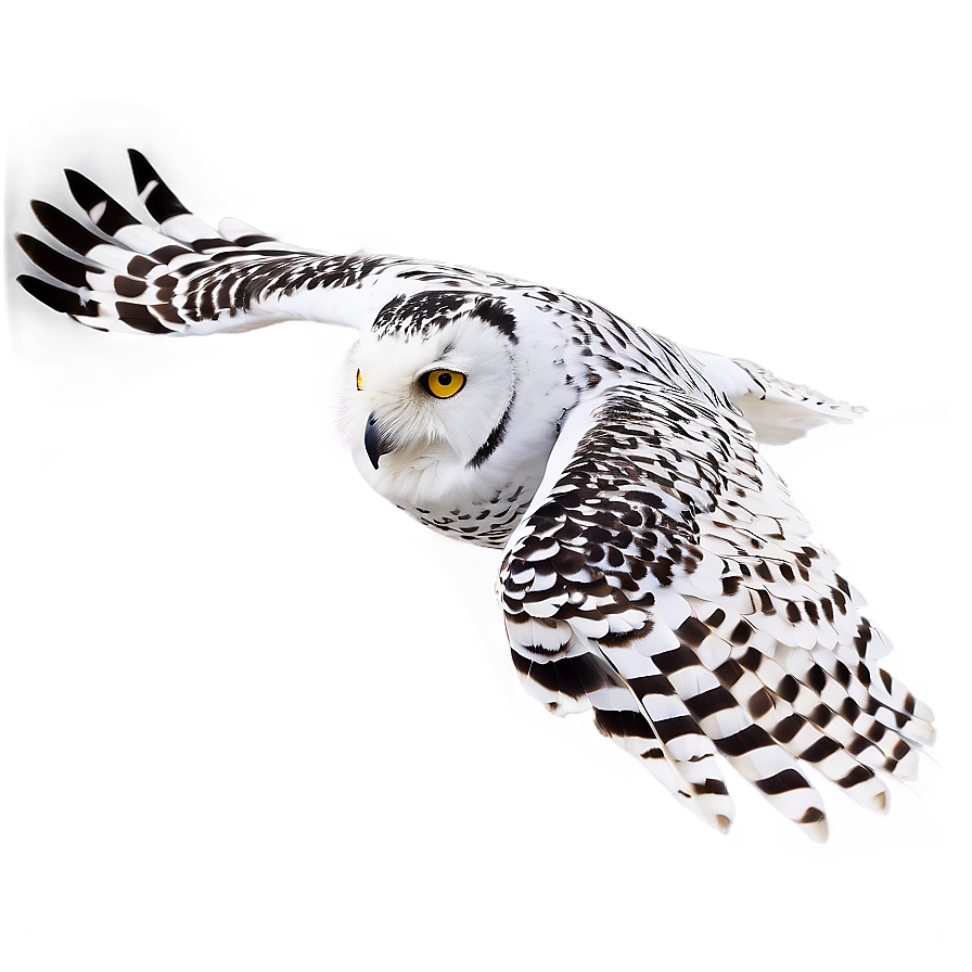 Snowy Owl In Flight Png 71 PNG image