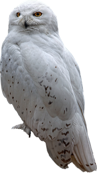 Snowy_ Owl_ Perched PNG image