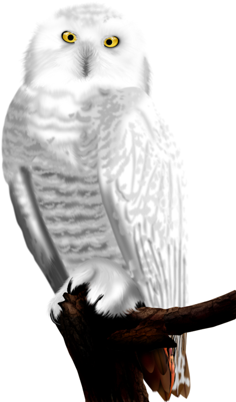 Snowy Owl Perchedon Branch PNG image