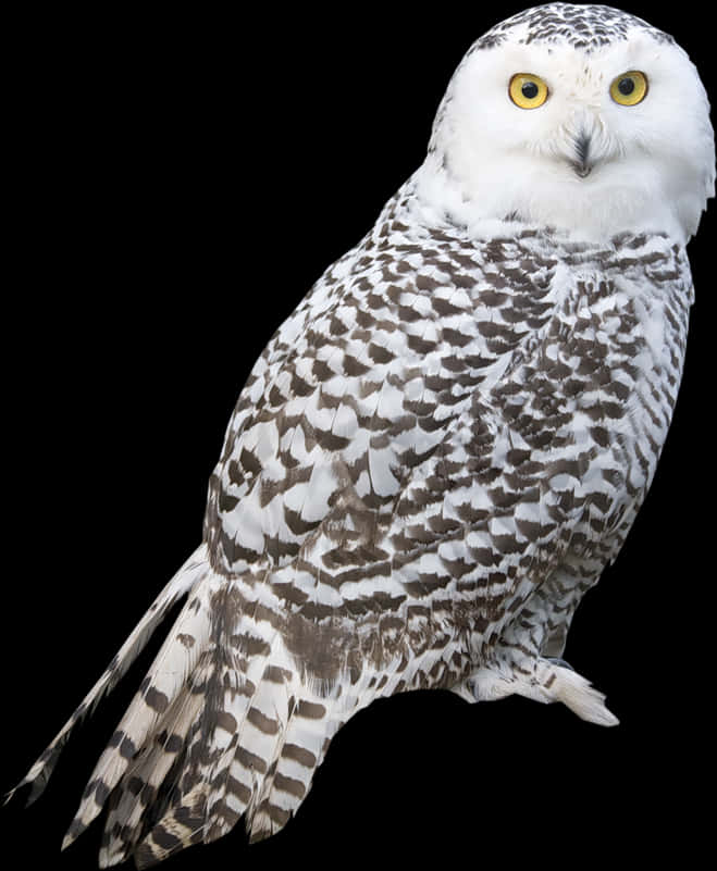Snowy Owl Portrait PNG image