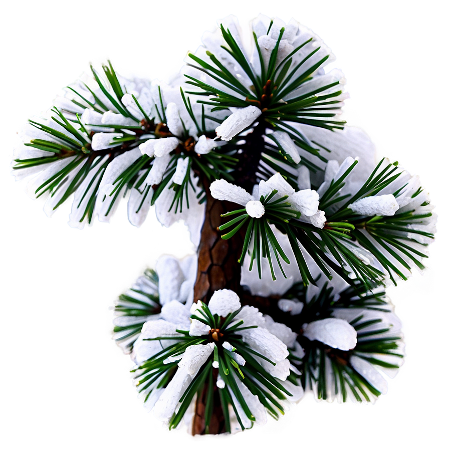 Snowy Pine Tree With Cones Png Dte33 PNG image