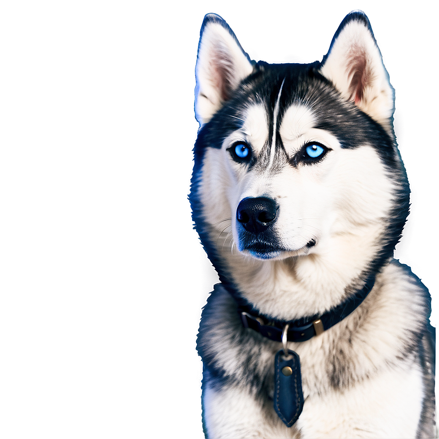 Snowy Siberian Husky Png 48 PNG image