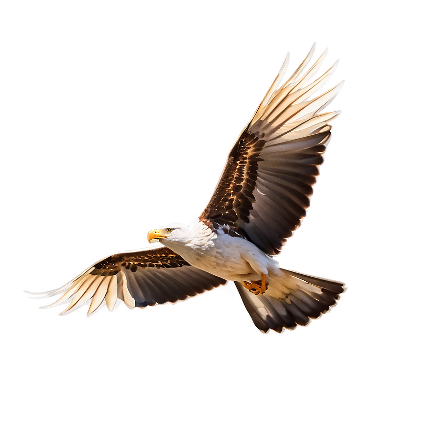 Soaring Bird Flight Png 28 PNG image