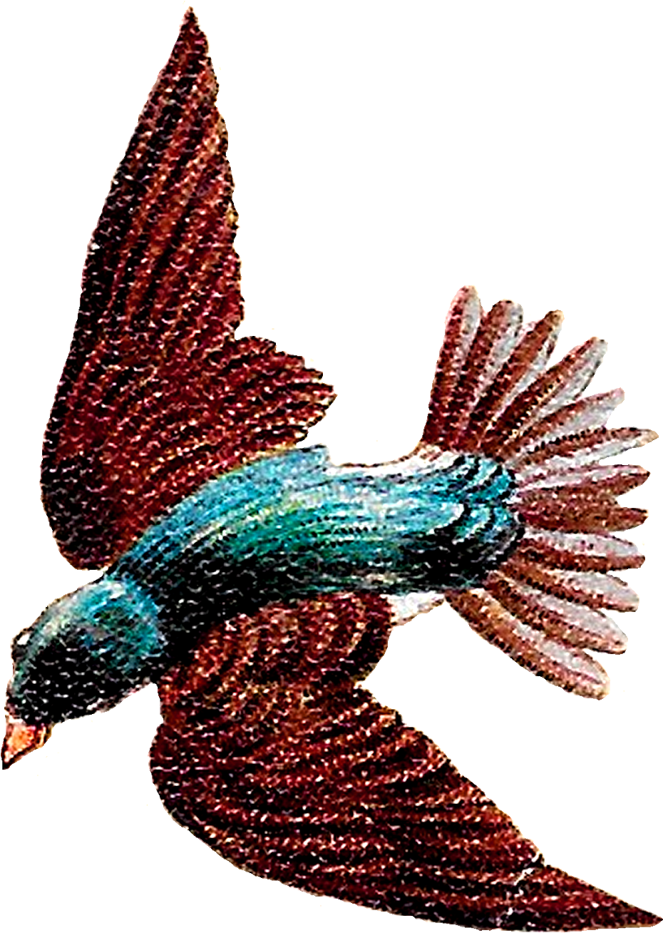 Soaring Bird Illustration.png PNG image