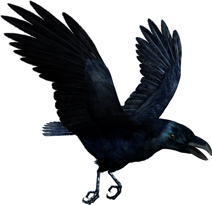 Soaring Black Raven PNG image