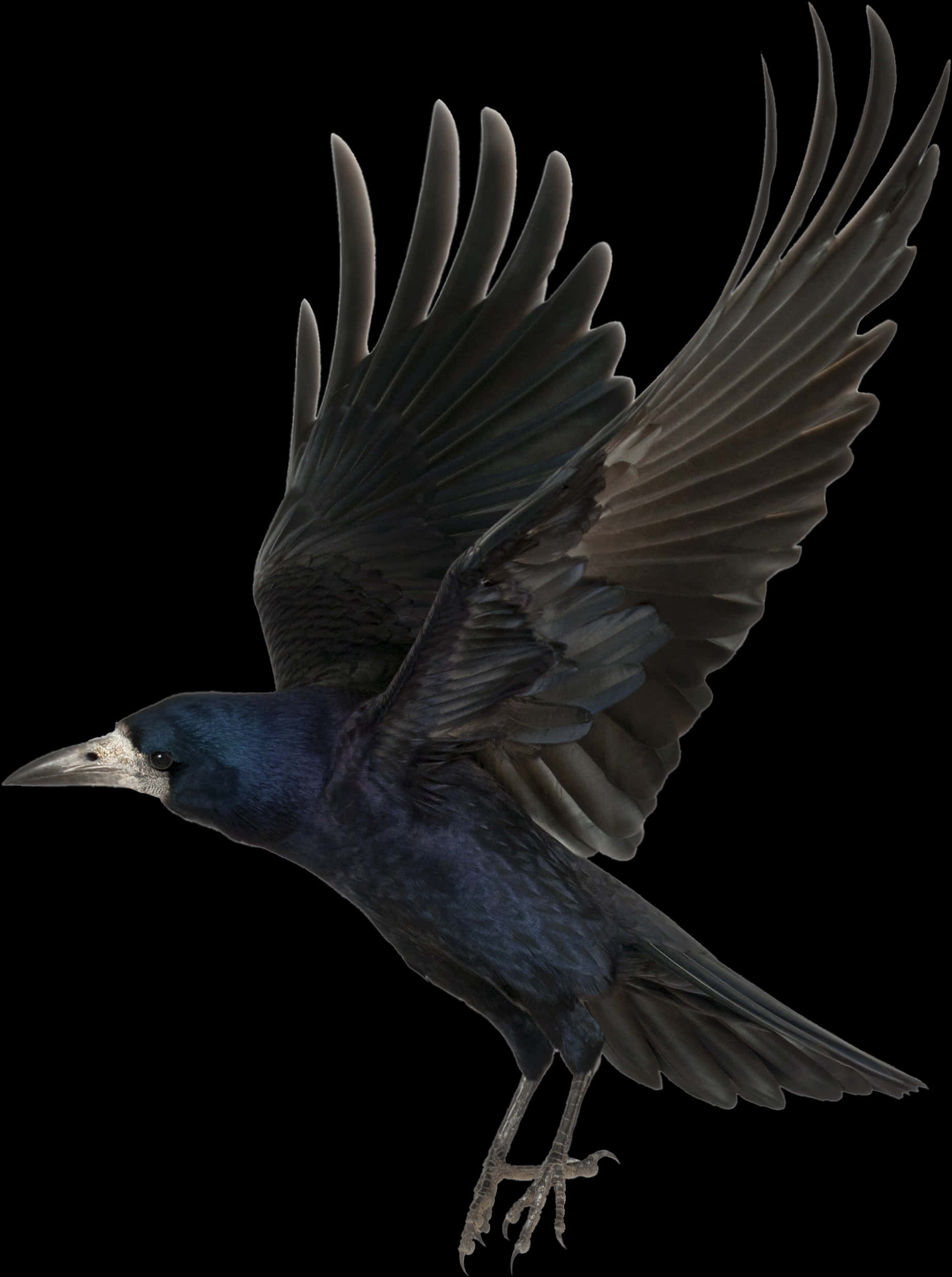 Soaring Crowin Flight PNG image