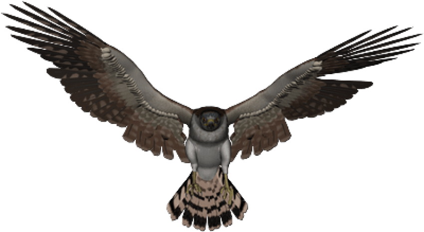 Soaring Falcon Graphic PNG image