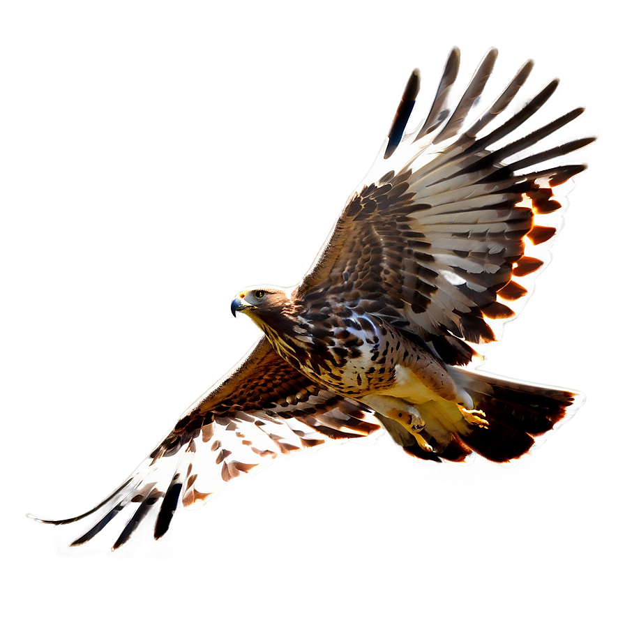 Soaring Hawk Png 05062024 PNG image