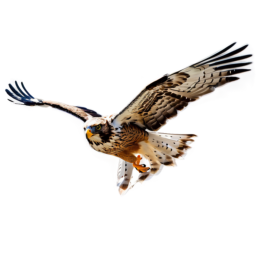 Soaring Hawk Png 10 PNG image